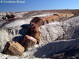 Petrified Forest National Park , broken log