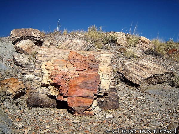 Petrified Wood