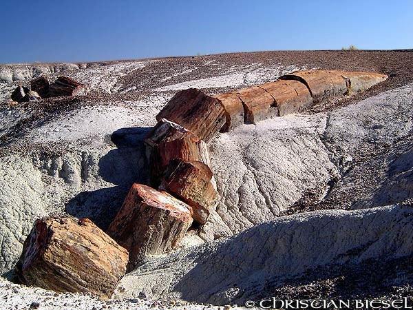 Petrified Log