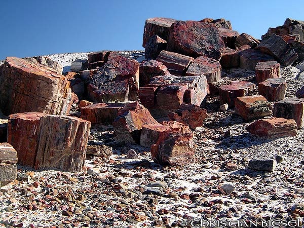 Petrified Wood