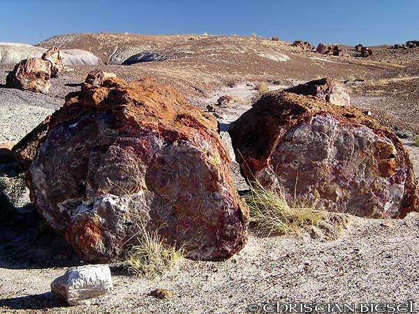 Petrified Wood