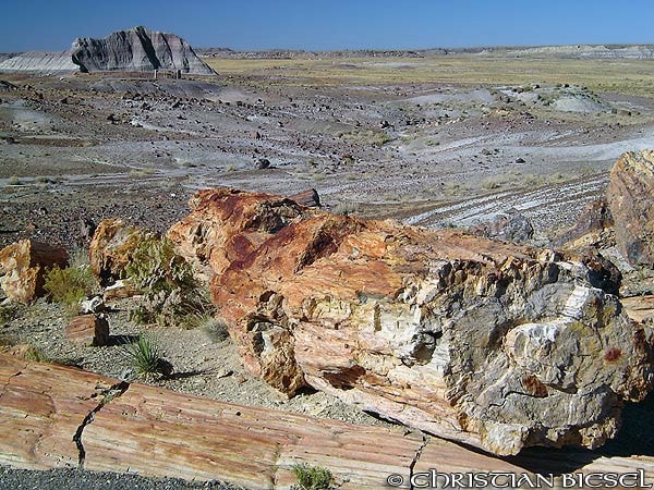 Petrified Wood