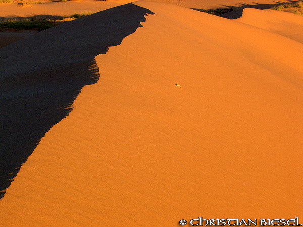 Light and Shadow  ,Coral Pink Sand Dunes State Park , Utah