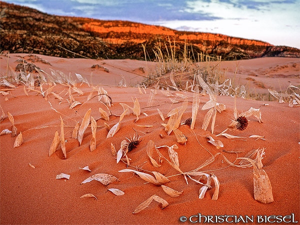 Flower remains  ,Coral Pink Sand Dunes State Park , Utah