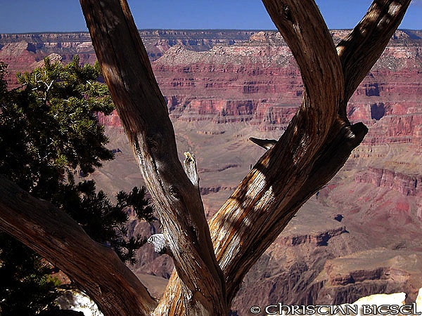 Grand Canyon Tree