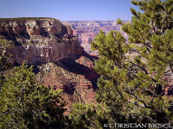 Grand Canyon, Cliffs and Trees