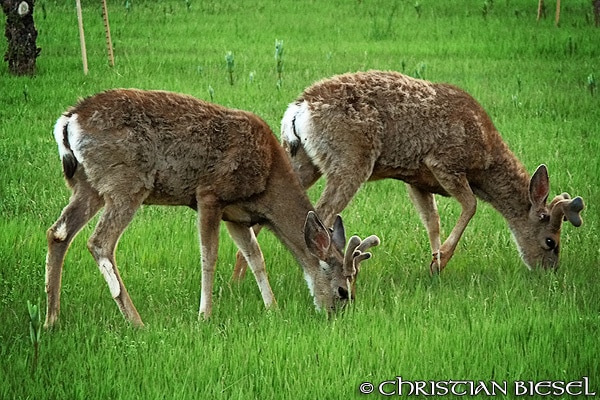 Deers , Fruita/Utah