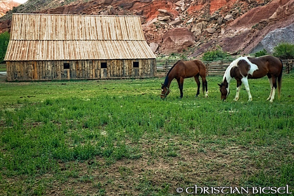 Capitol Reef National Park , Gifford Ranch and Horses