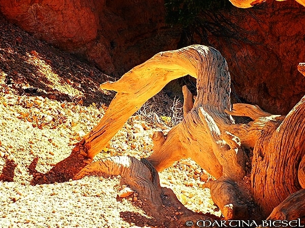 Bryce Canyon , Wood