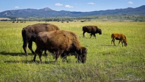 Grasing Buffalos, Grand Teton National Park
