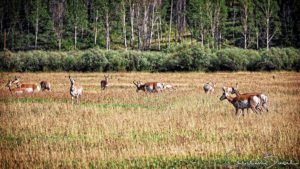 Teton Point Turnout