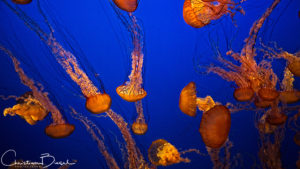 Monterey Bay Aquarium, Glowing Jellyfishes