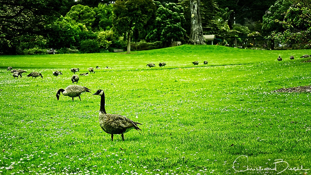 Geese in Golden Gate Park