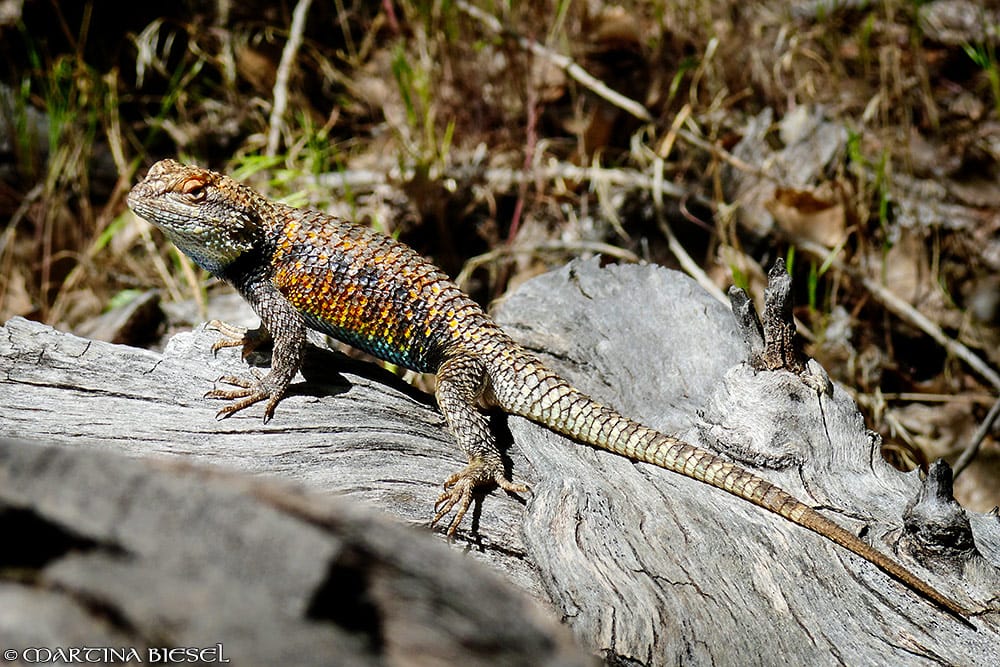 Broken Bow Arch - Desert Spiny Lizard