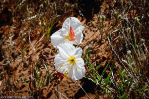 Broken Bow Arch - Evening Primrose