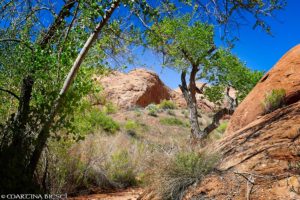 Inside the Willow Gulch