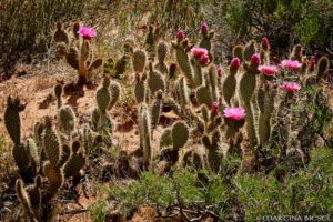 Broken Bow Arch - Beaver tail cactus in bloom