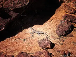A lizard sitting on a rock in the sun. Little Finland, Nevada