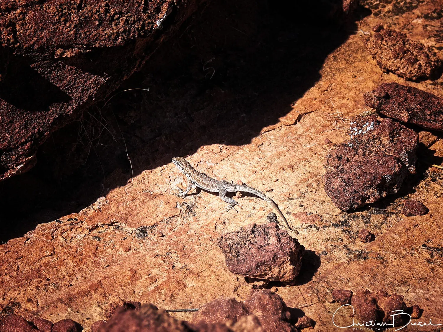 A lizard sitting on a rock in the sun. Little Finland, Nevada A lizard sitting on a rock in the sun. Little Finland, Nevada