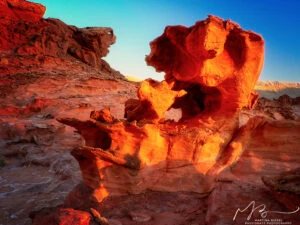 Chameleon-like sculpture in the foreground, turtle-like formation in the background.