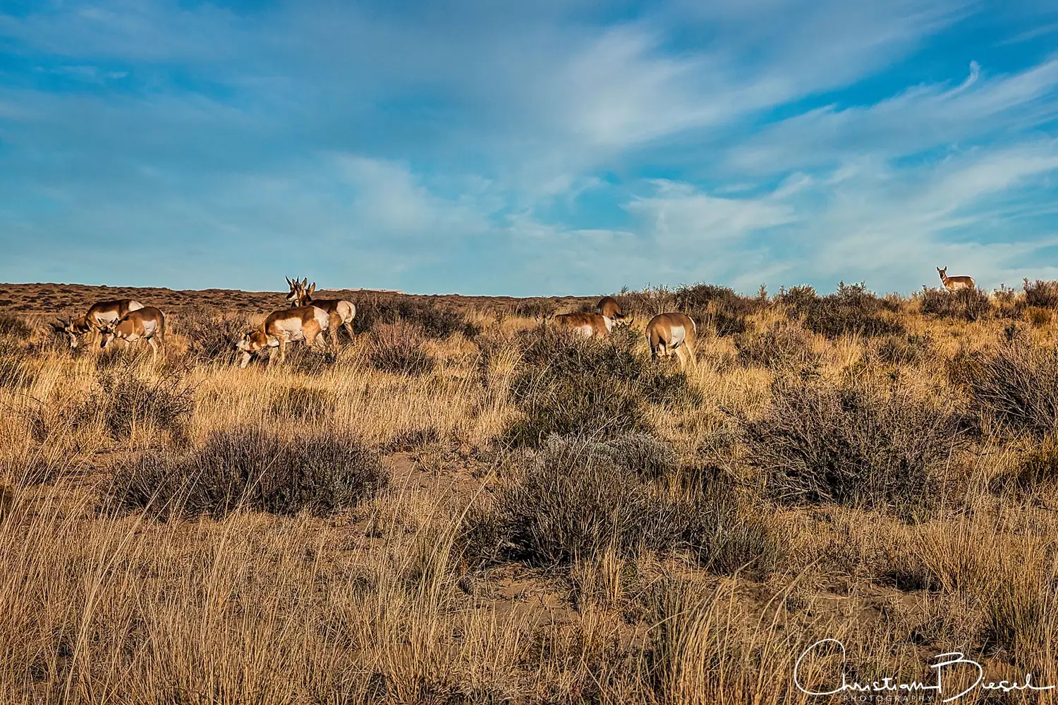 Pronghorn-Antilopen in freier Wildbahn in der Nähe des Factory Butte. Naturaufnahme von Pronghorn-Antilopen in der Nähe der Factory Butte Recreation Area, Utah. Reise- und Naturliebhaber haben ihre Freude an dieser Gegend.