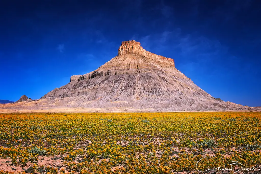 Spektakuläre Aussicht auf den einzigartigen Factory Butte mit blauem Himmel und buntem Blumenfeld im Vordergrund.