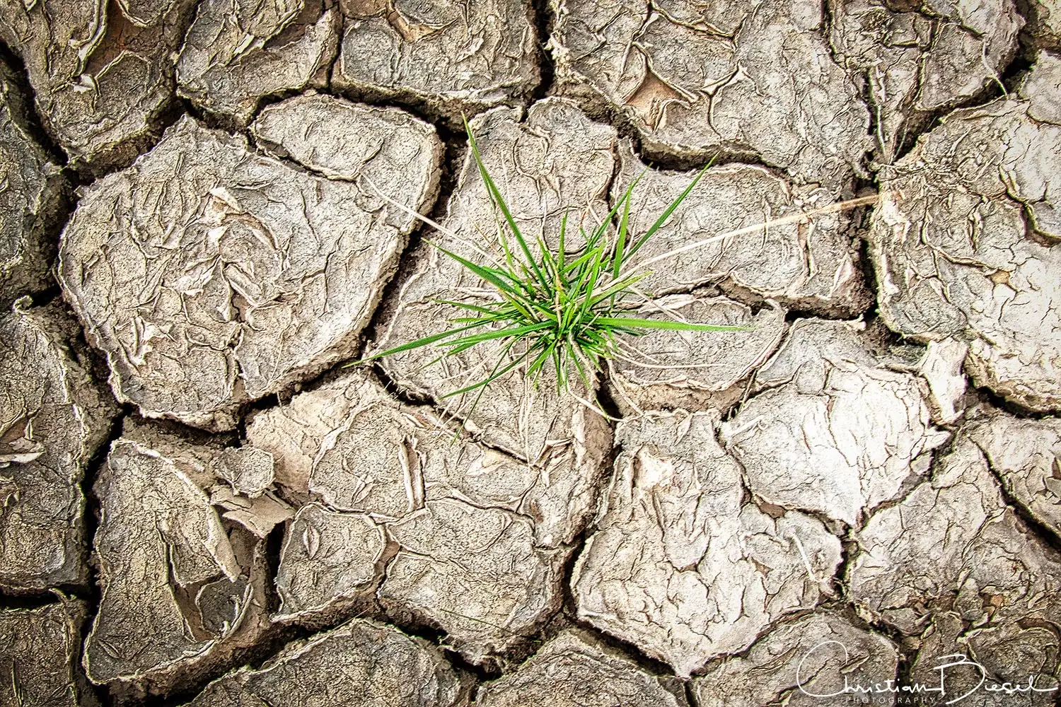 Wüstenboden mit Gräsern. Lebensfeindliche Factory Butte RA Trockenes, rissiges Erdreich mit grüner Pflanze in der Wüste.