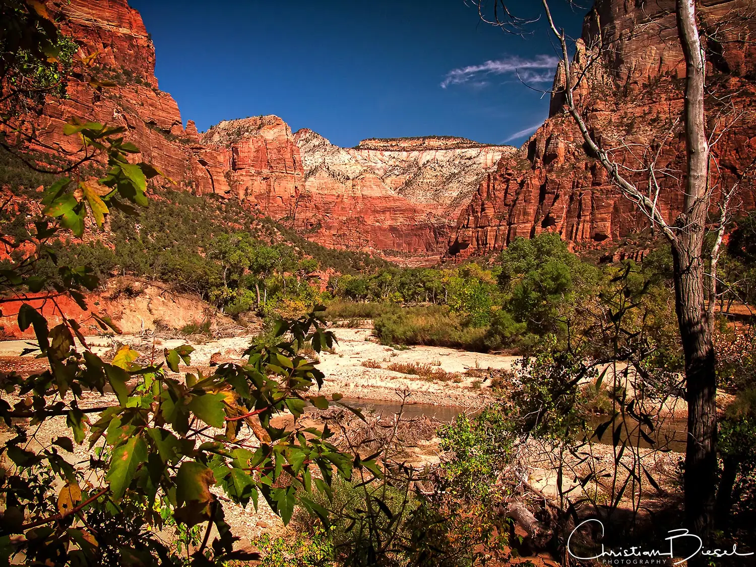 Sandsteinschichten des Zion National Park, Virgin River im Vordergrund Atemberaubender Blick auf die roten Felsen im Zion Nation Park und das Flussufer des Virgin River, ideal für Natur- und Landschaftsfotografie.